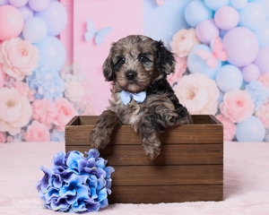 Teddy F1B Cavapoo